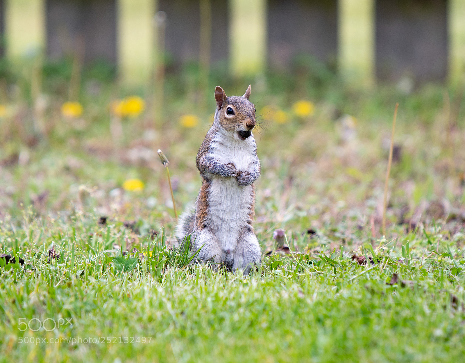 Nikon D500 sample photo. Squirrel 1 photography