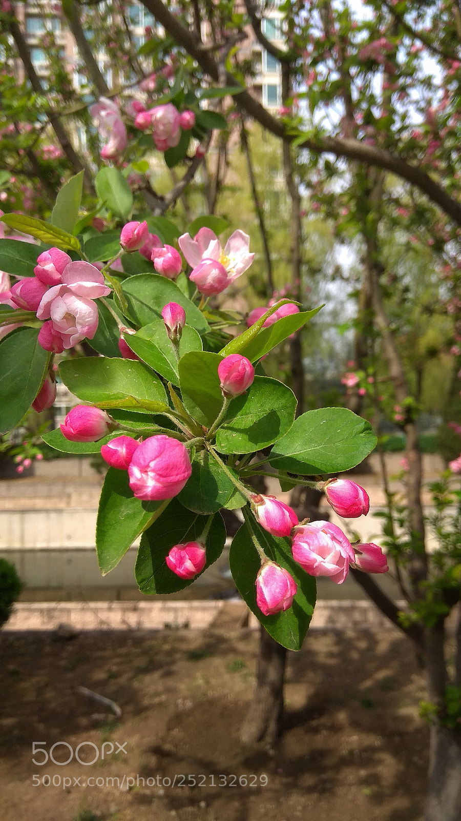 Xiaomi Redmi Note 4X sample photo. Untitled photography