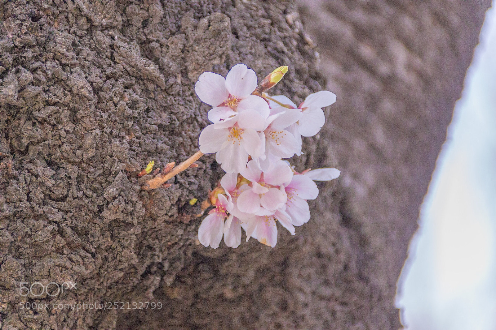 Canon EOS 70D sample photo. Sakura photography