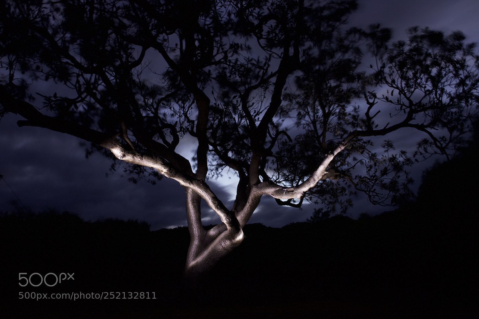Canon EOS 6D Mark II sample photo. Tree painting photography