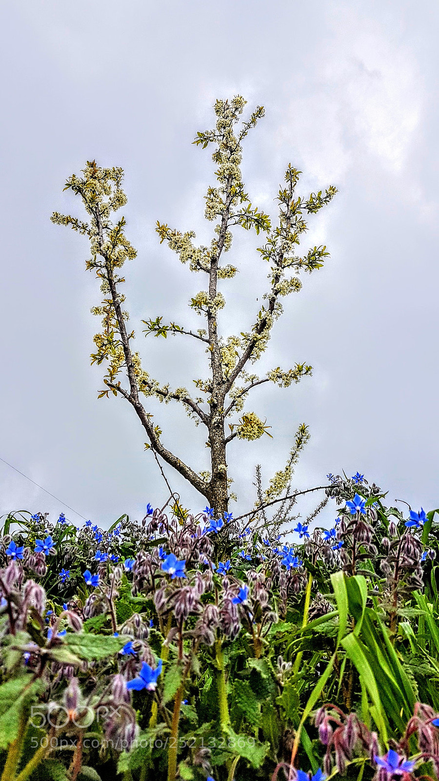 Samsung Galaxy S7 Edge sample photo. Welcome spring photography