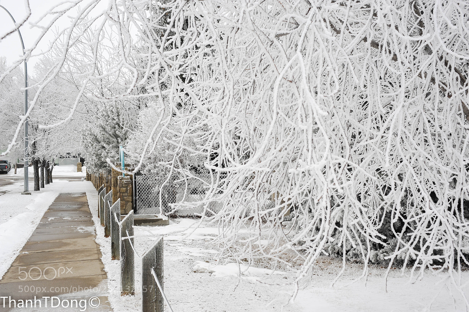 Nikon D700 sample photo. White winter day photography