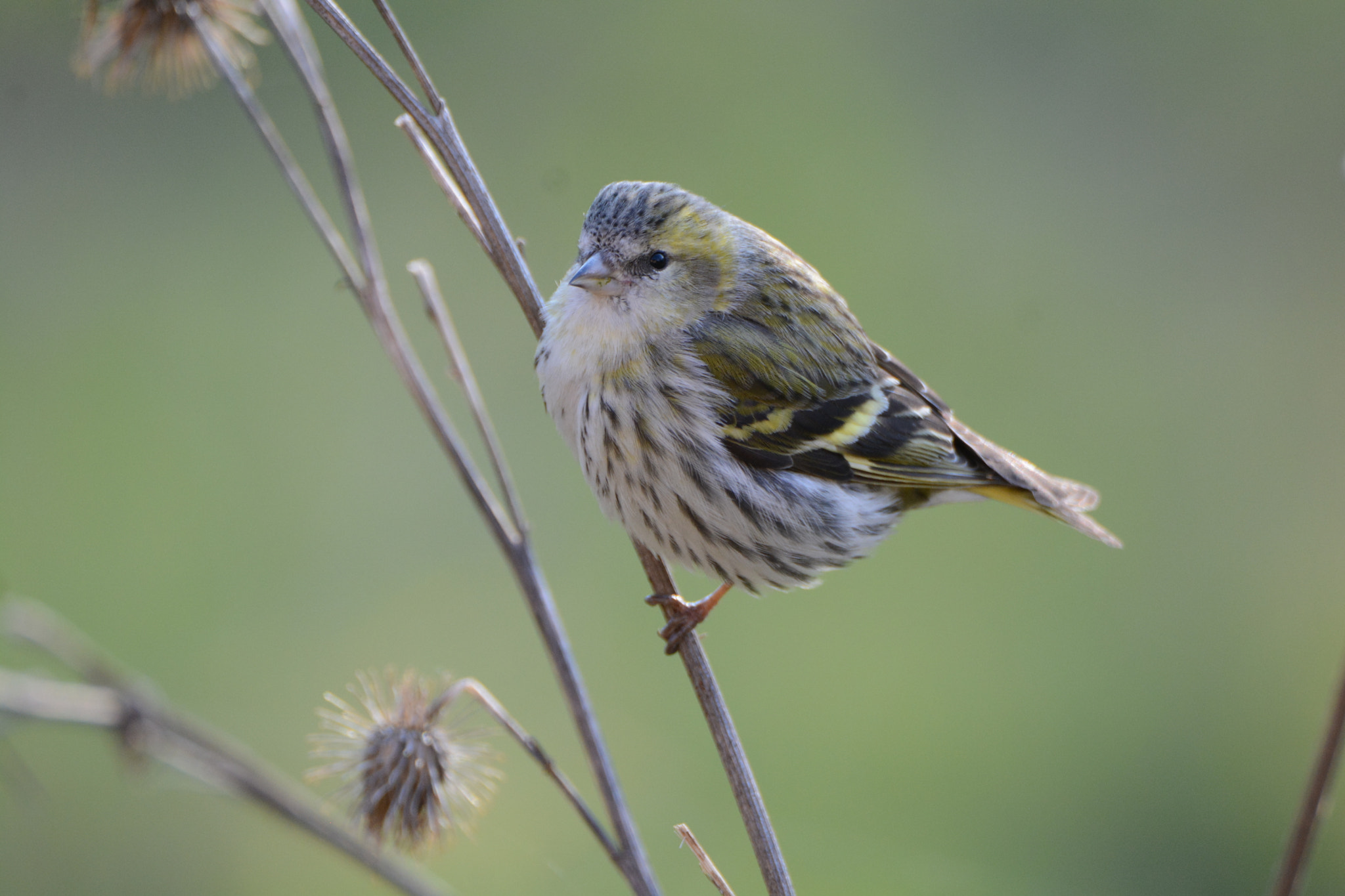 Nikon D5200 sample photo. Beautiful day photography