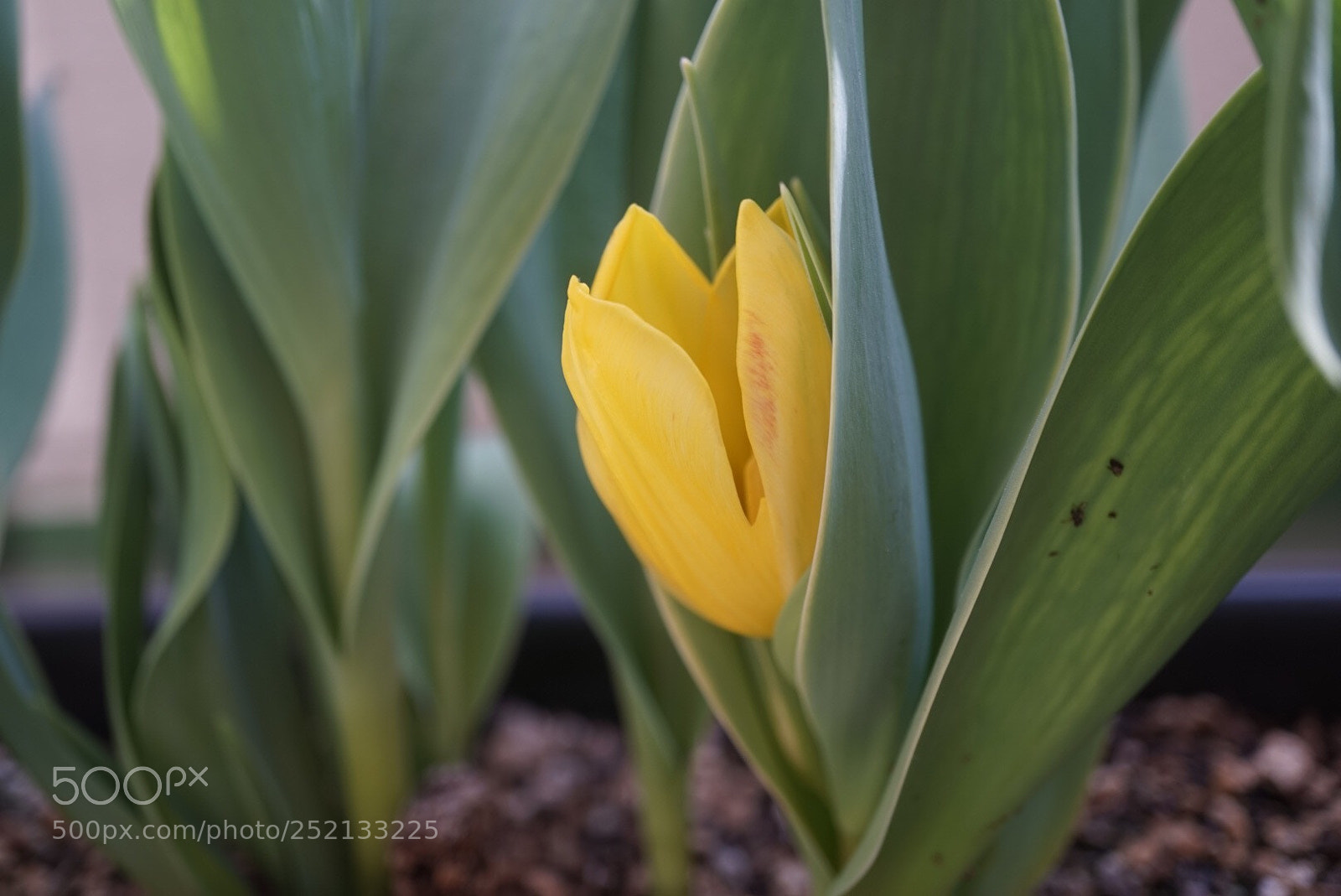 Sony Alpha a5000 (ILCE 5000) sample photo. Untitled photography