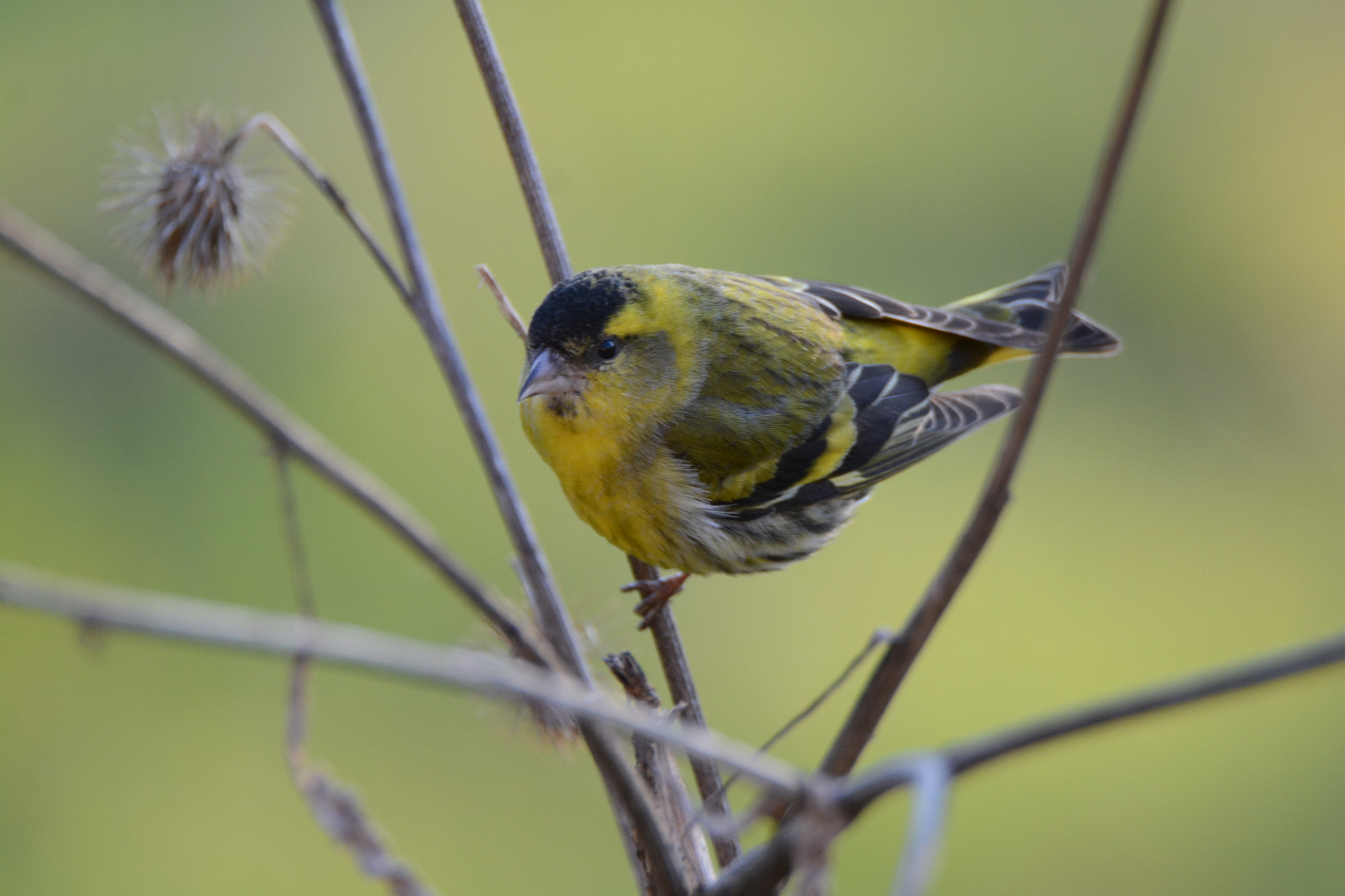 Nikon D5200 sample photo. Too me photography