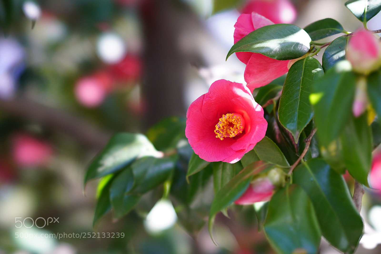 Sony a7 III sample photo. Untitled photography