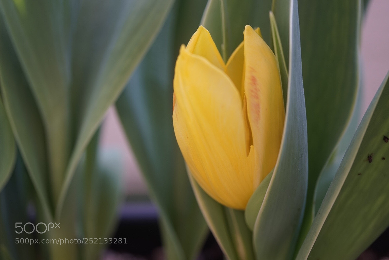 Sony Alpha a5000 (ILCE 5000) sample photo. Untitled photography