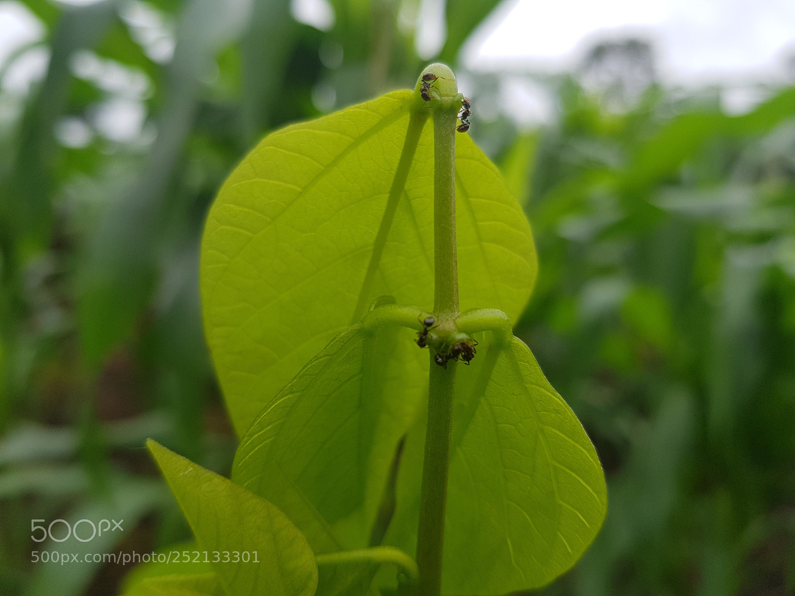 Samsung Galaxy S8+ sample photo. Hormigas photography