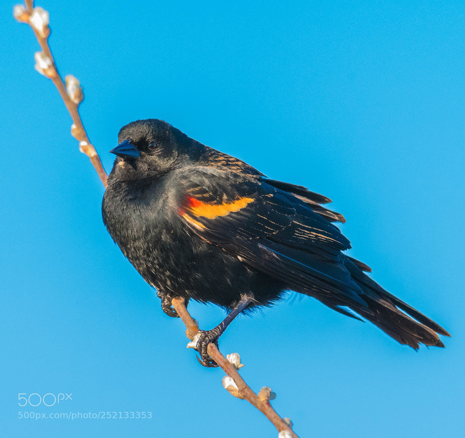Nikon D7500 sample photo. Red-winged blackbird photography
