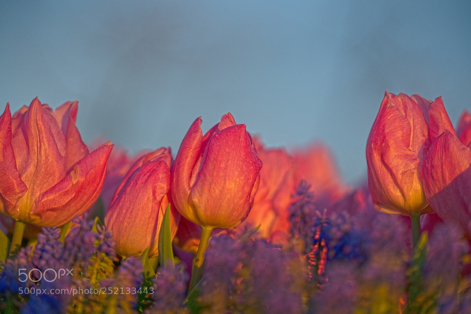 Sony a7R III sample photo. Tulip of istanbul photography