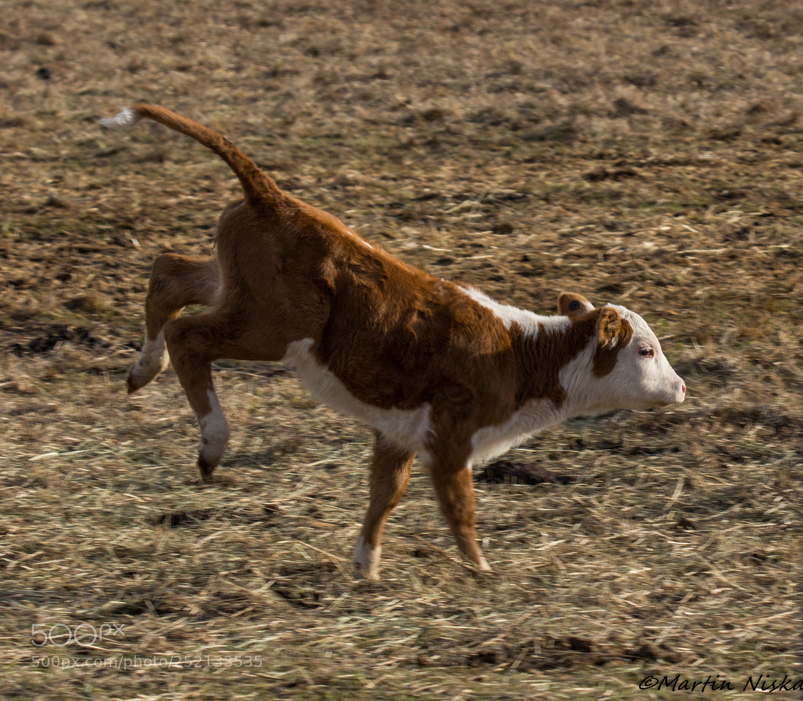 Sony SLT-A77 sample photo. Bouncing into spring photography