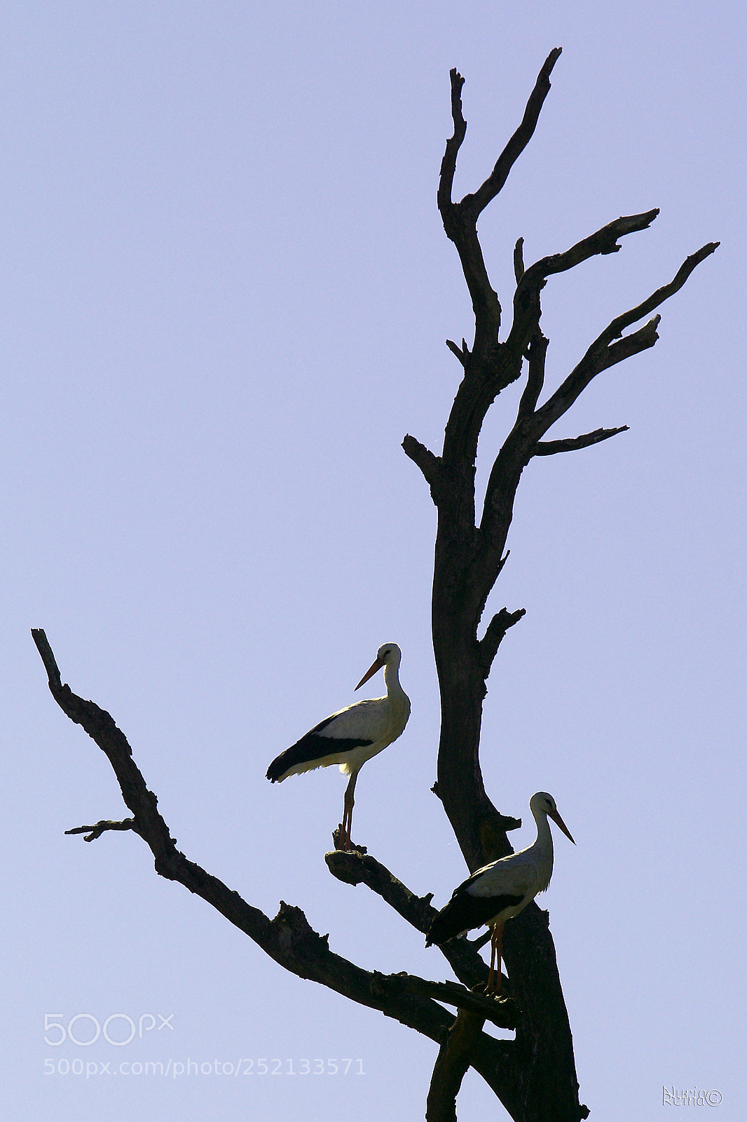 Canon EOS 70D sample photo. Storks photography
