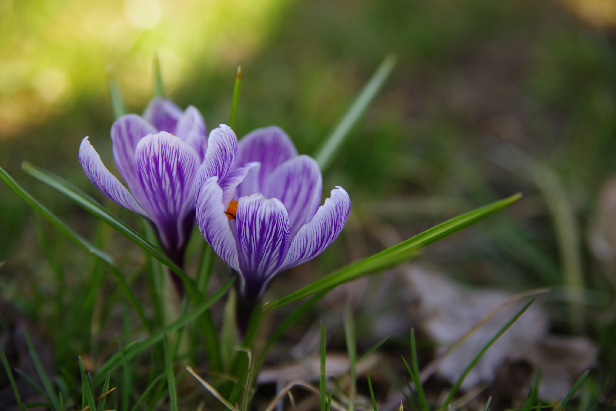 Pentax K-1 sample photo. Crocus photography