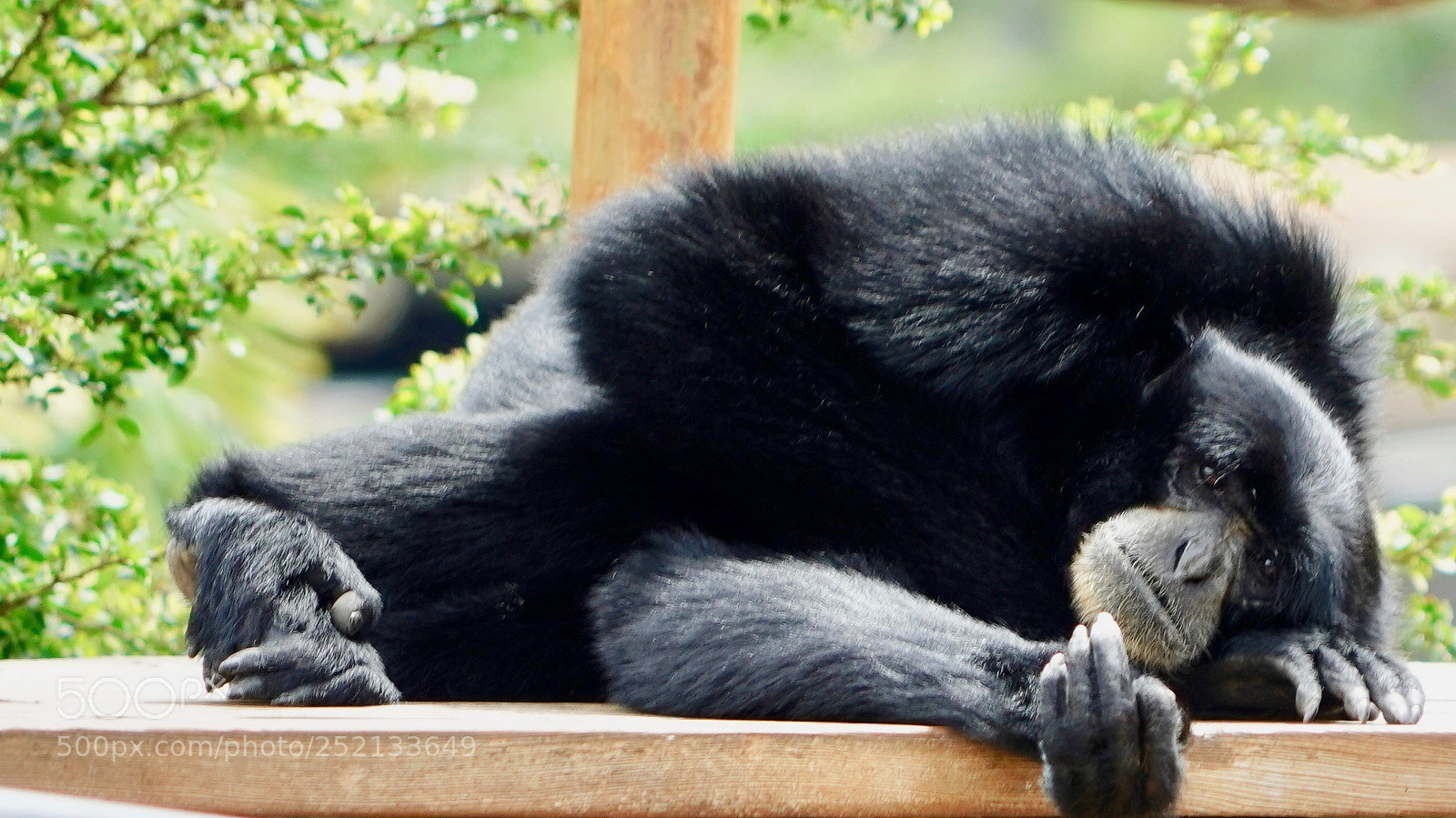 Sony a9 sample photo. Sleepy photography