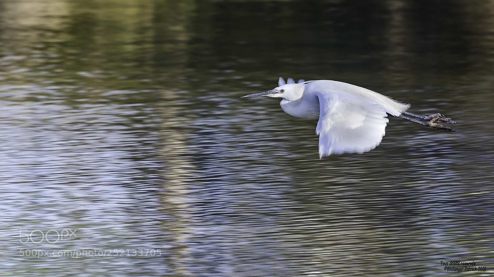 Nikon D7000 sample photo. Aigrette photography