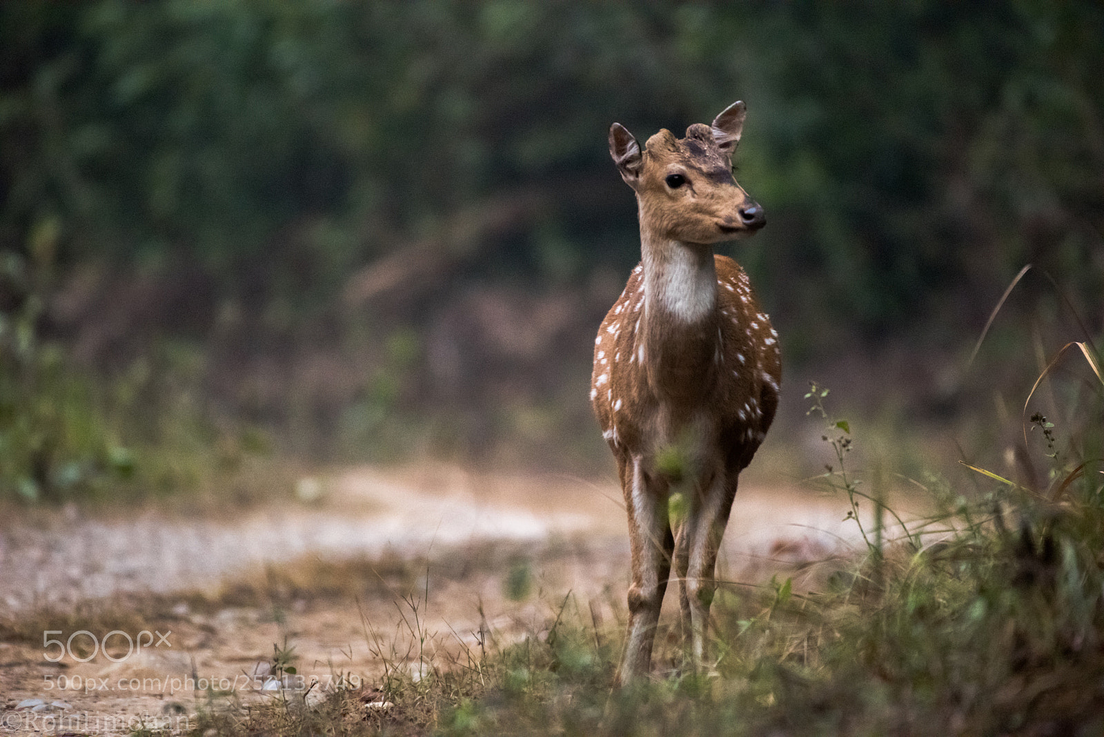 Nikon D810 sample photo. Spotted deer photography