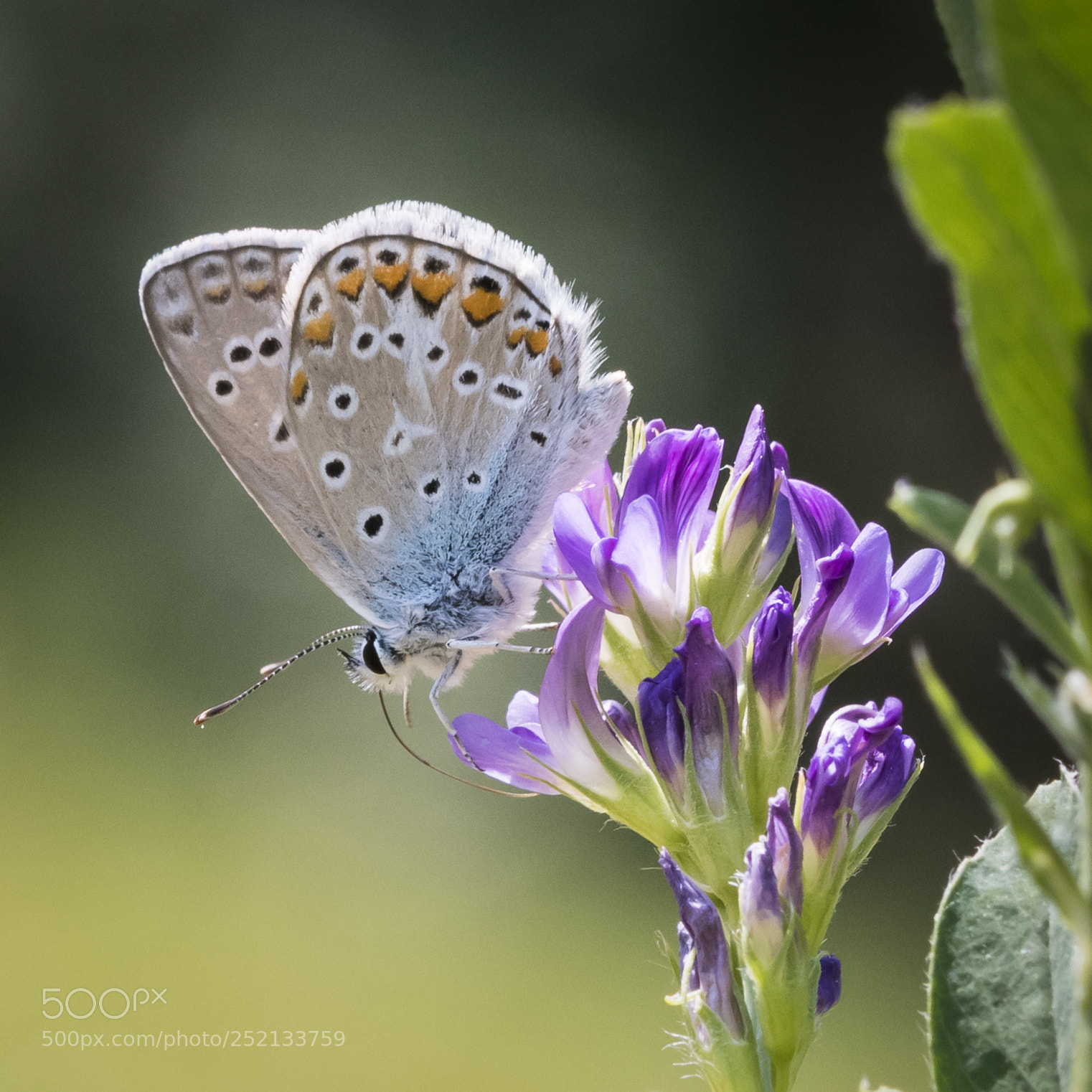 Nikon D500 sample photo. Polyommatus icarus photography