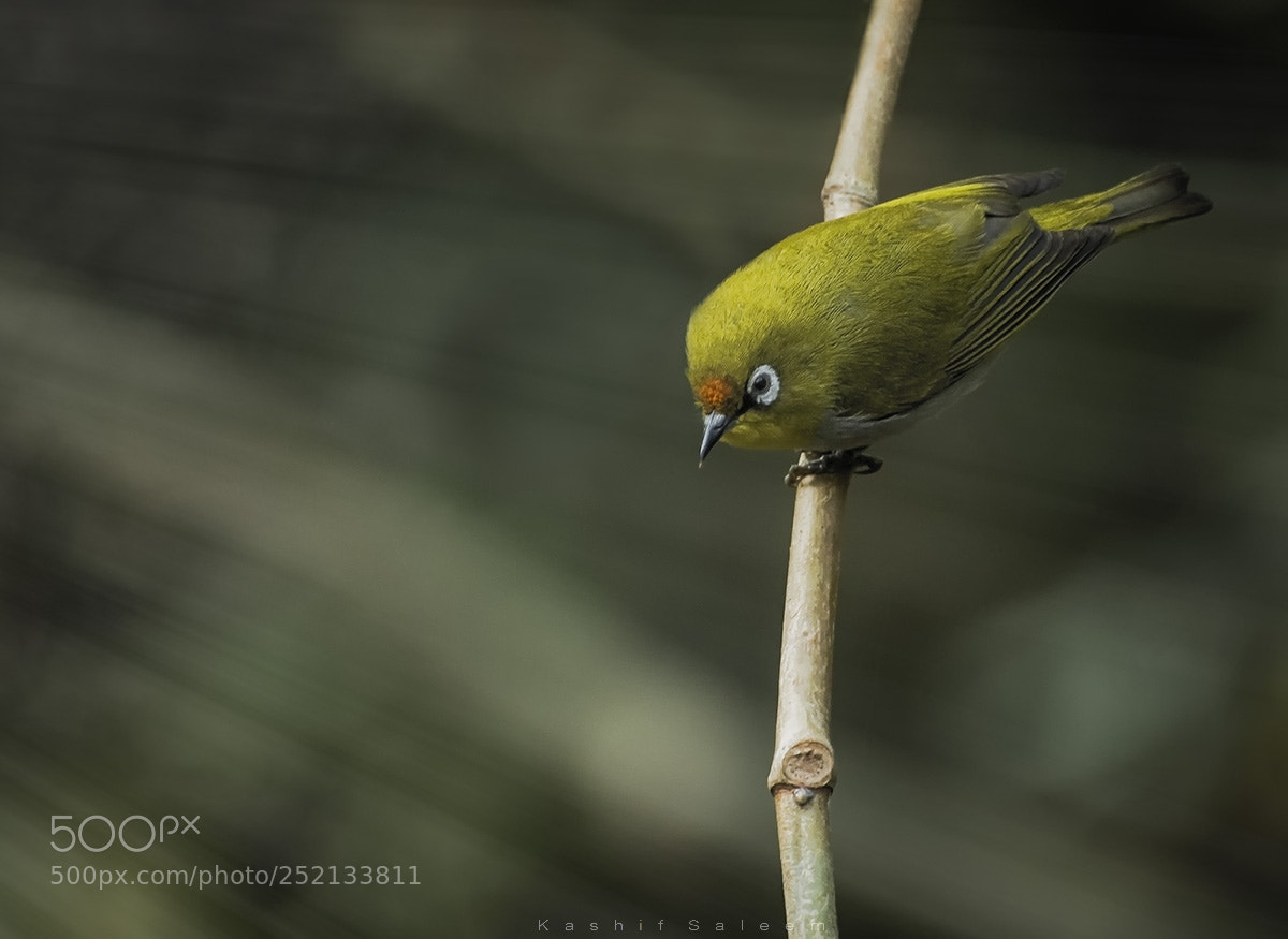 Nikon D7200 sample photo. Oriental white-eye ~ breeding plumage photography
