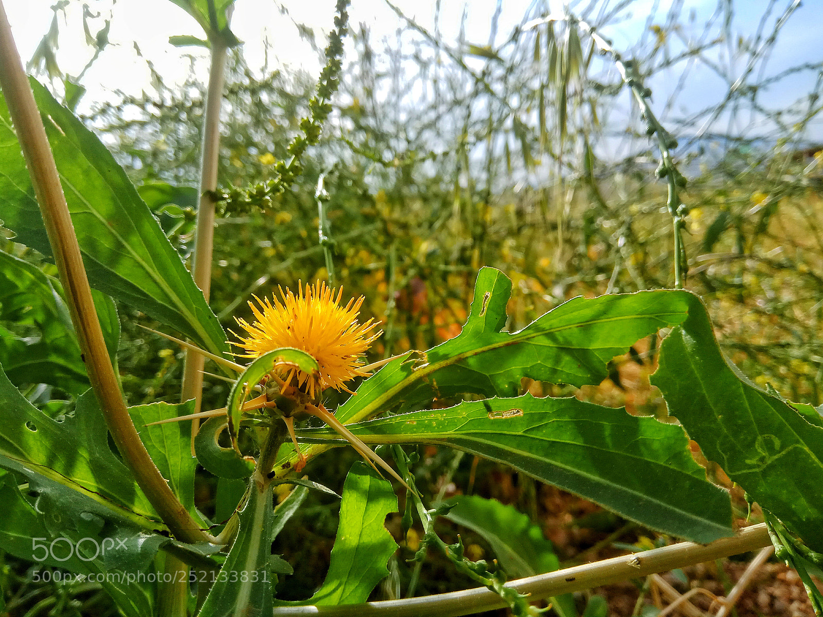 Xiaomi Redmi Note 4X sample photo. Untitled photography