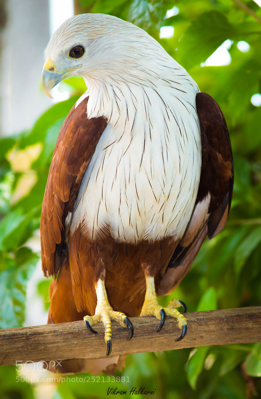 Nikon D3200 sample photo. Eagle photography