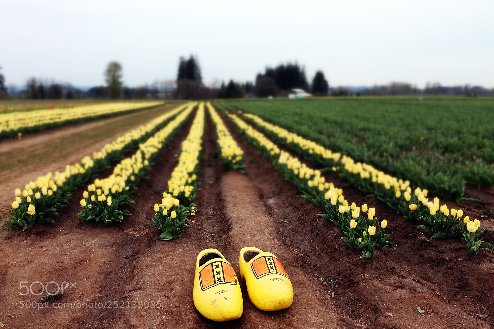 Canon EOS 77D (EOS 9000D / EOS 770D) sample photo. Hint it's a flower photography