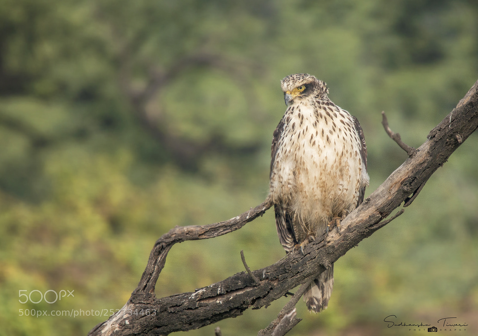 Canon EOS 70D sample photo. Crested serpent eagle photography