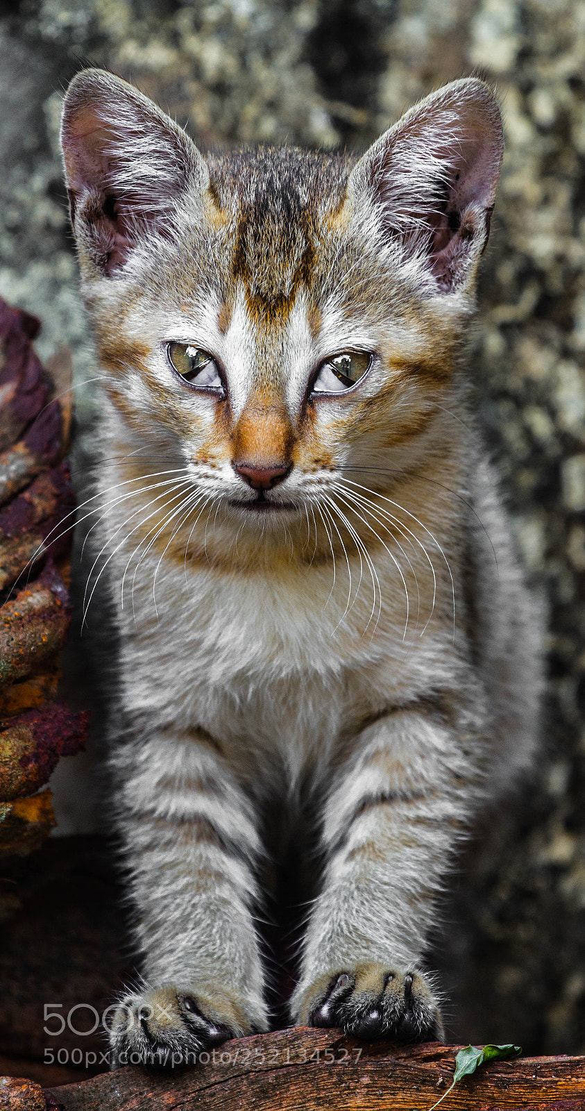 Canon EOS 7D sample photo. Inquisitive cat photography