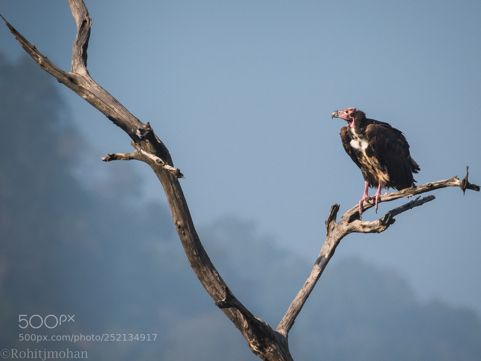 Nikon D810 sample photo. Red headed vulture photography