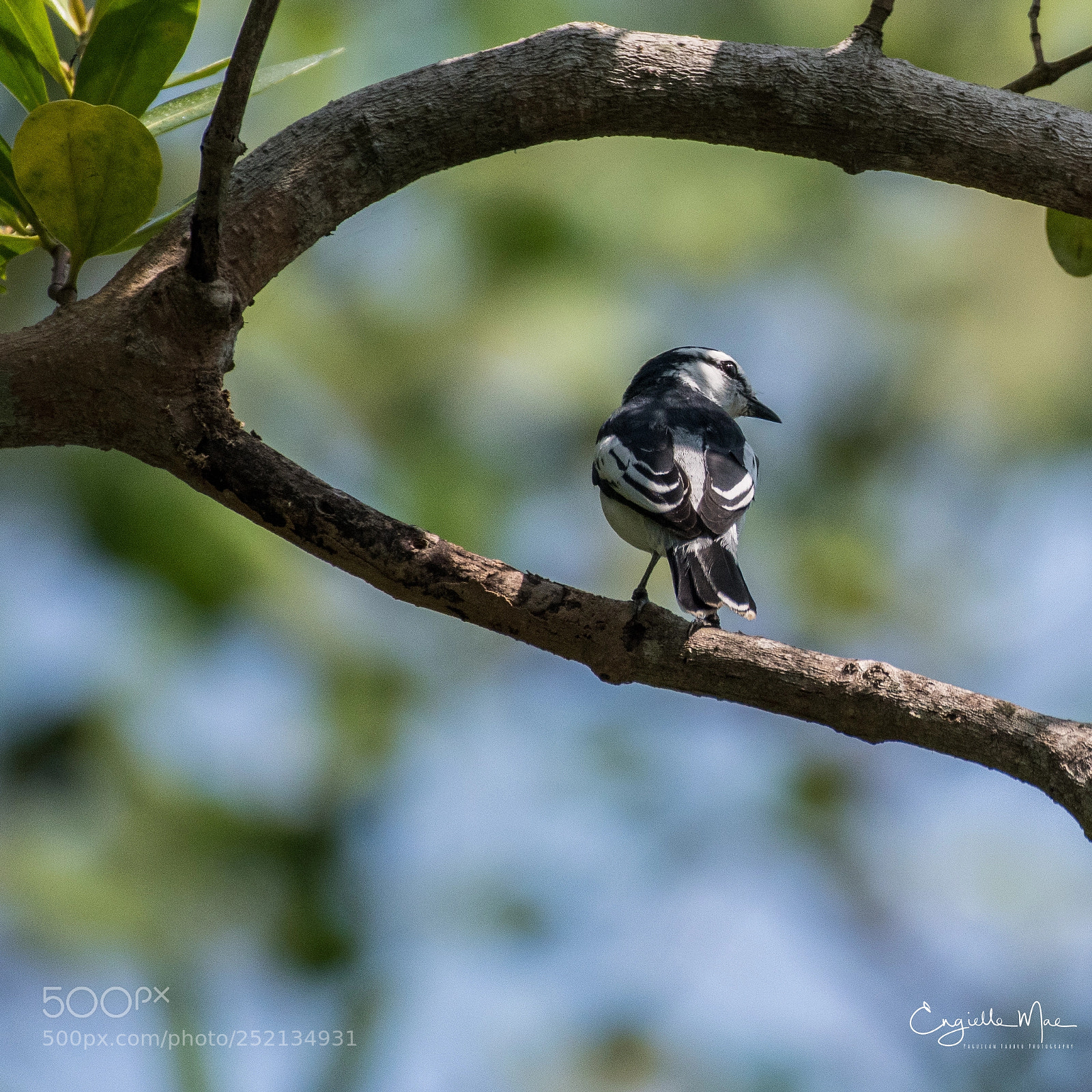 Nikon D5500 sample photo. Pied triller photography