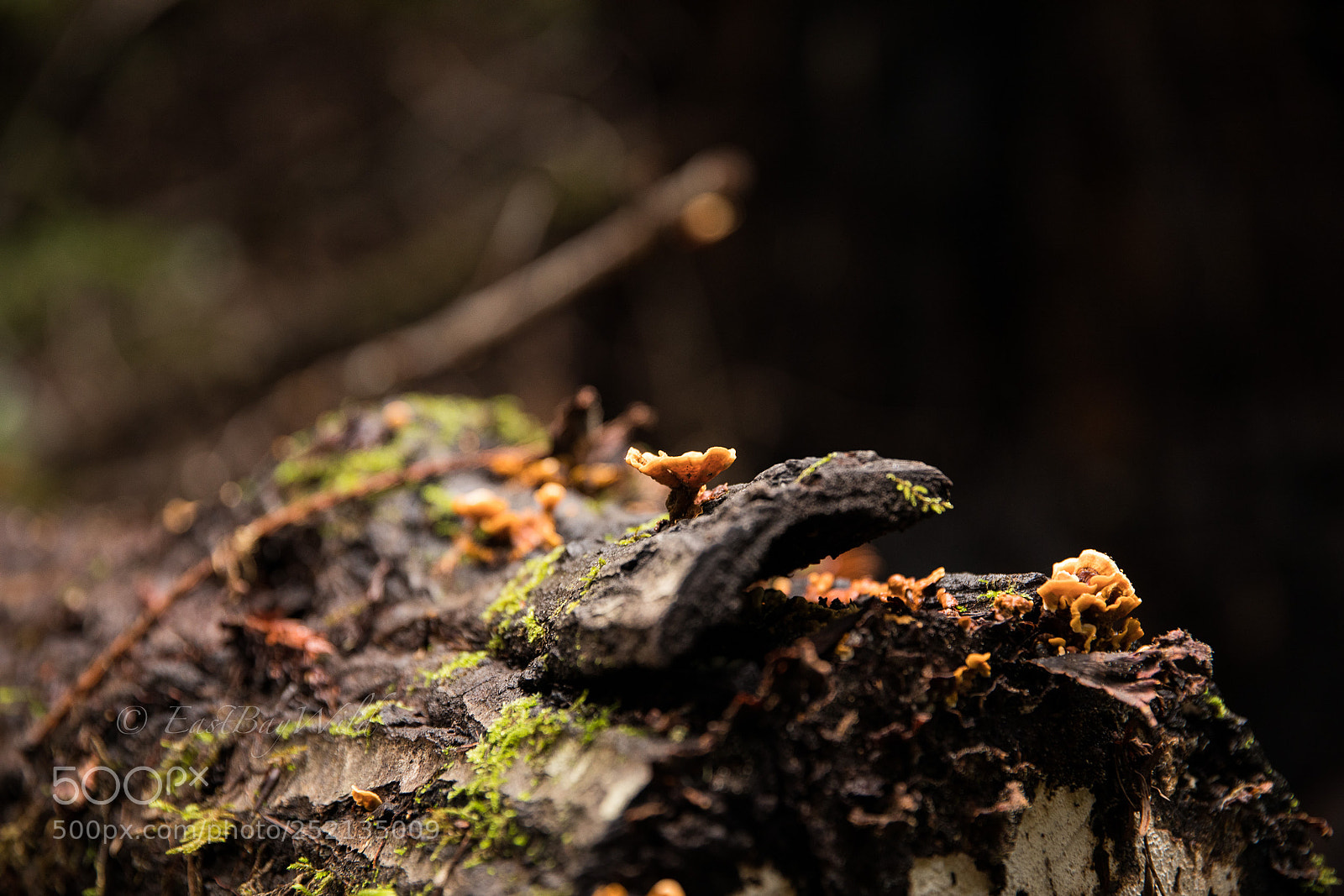 Canon EOS 5D Mark IV sample photo. Mushrooms photography