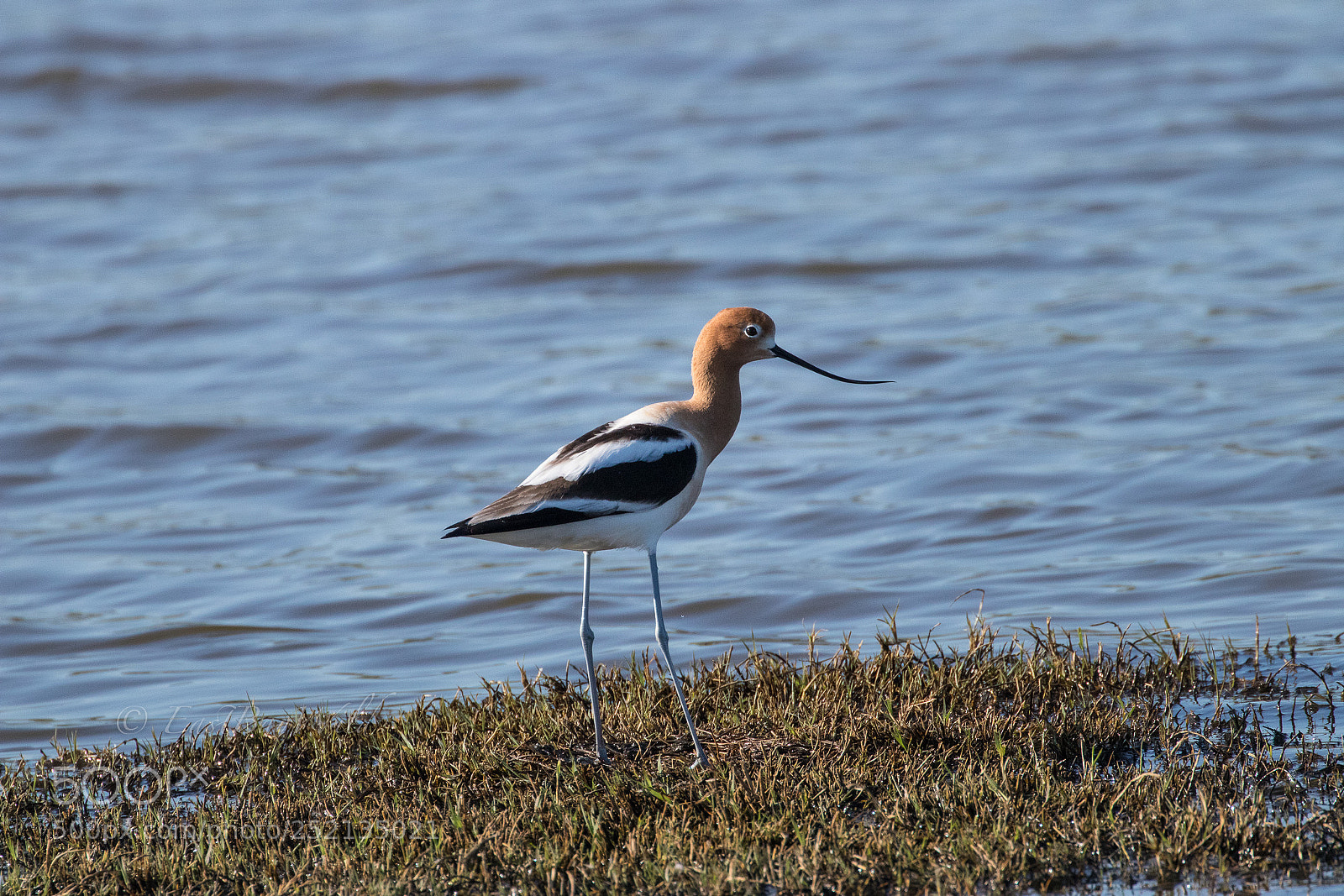 Canon EOS 80D sample photo. Avocet at bay point photography