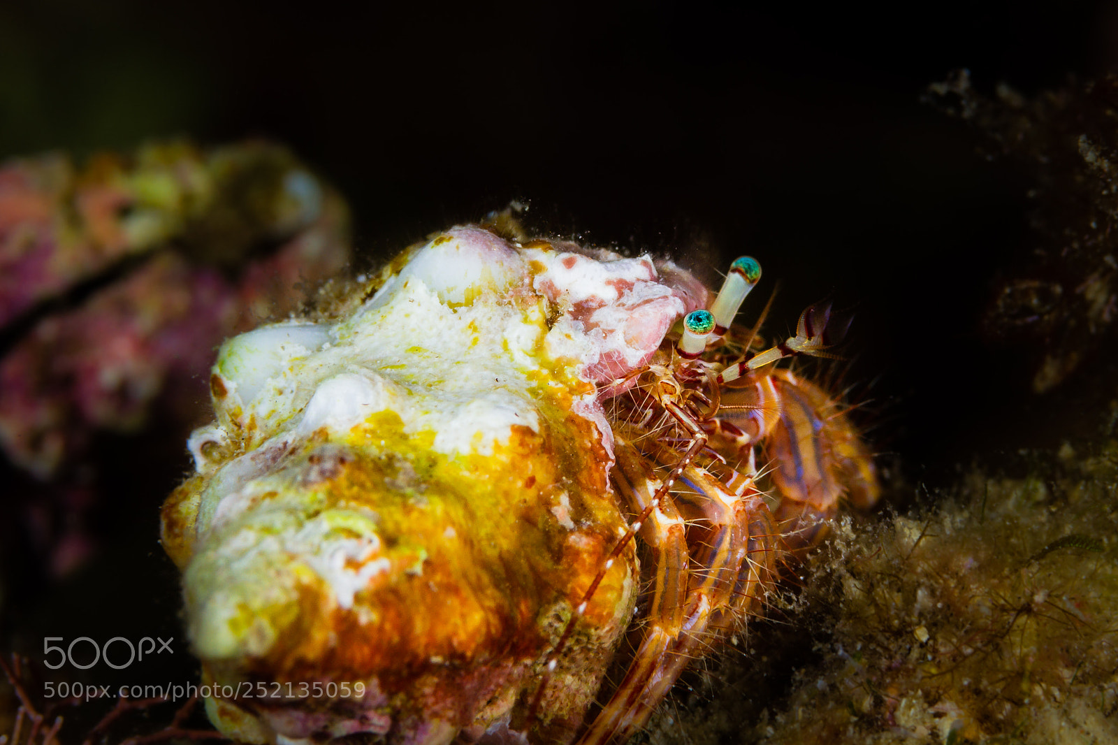 Canon EOS 7D sample photo. Hermitcrab in sardinia photography