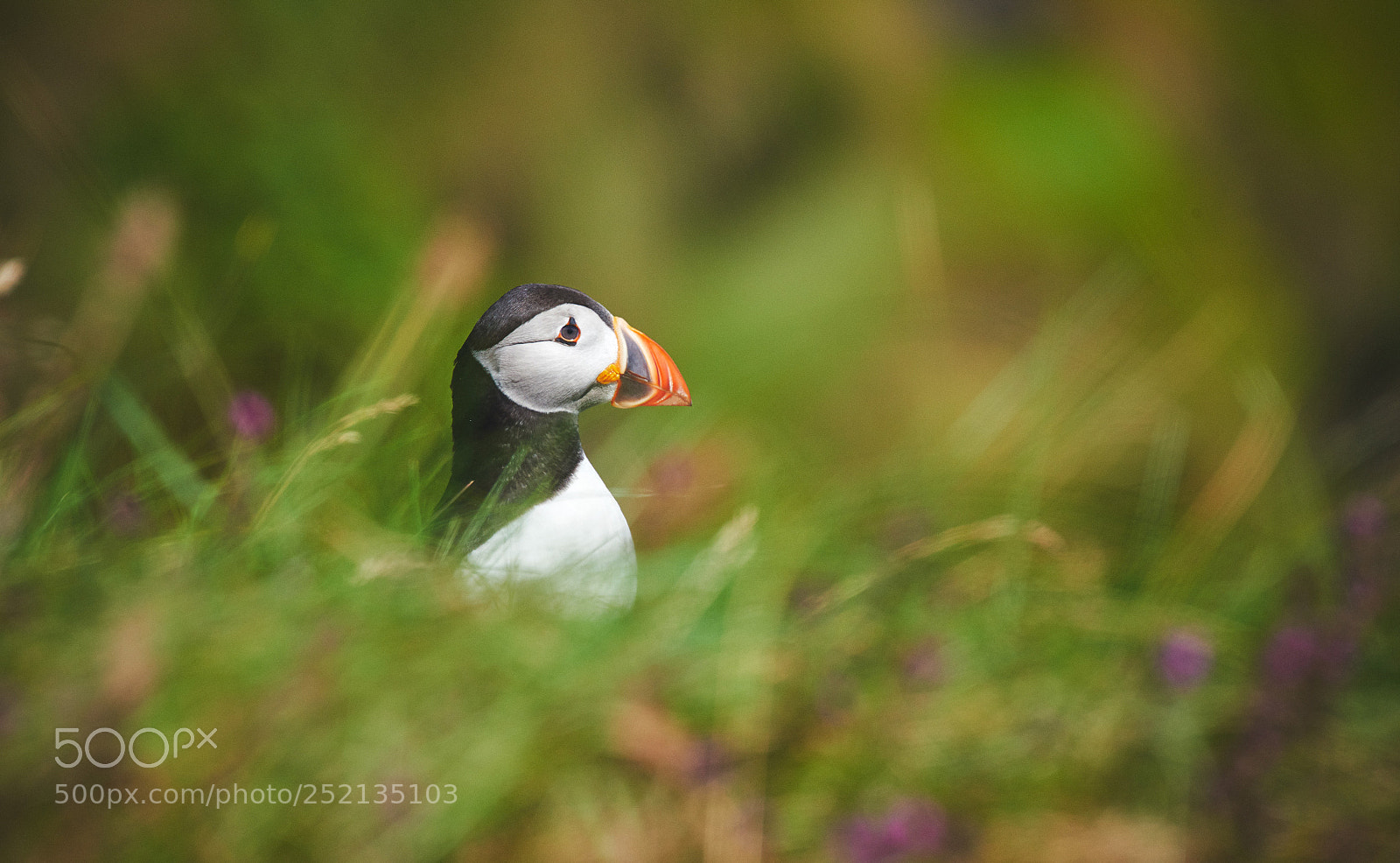 Nikon D800 sample photo. Puffin ! photography