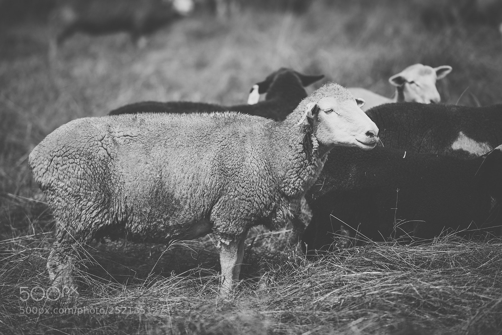 Nikon D800 sample photo. Sheep on the farm photography