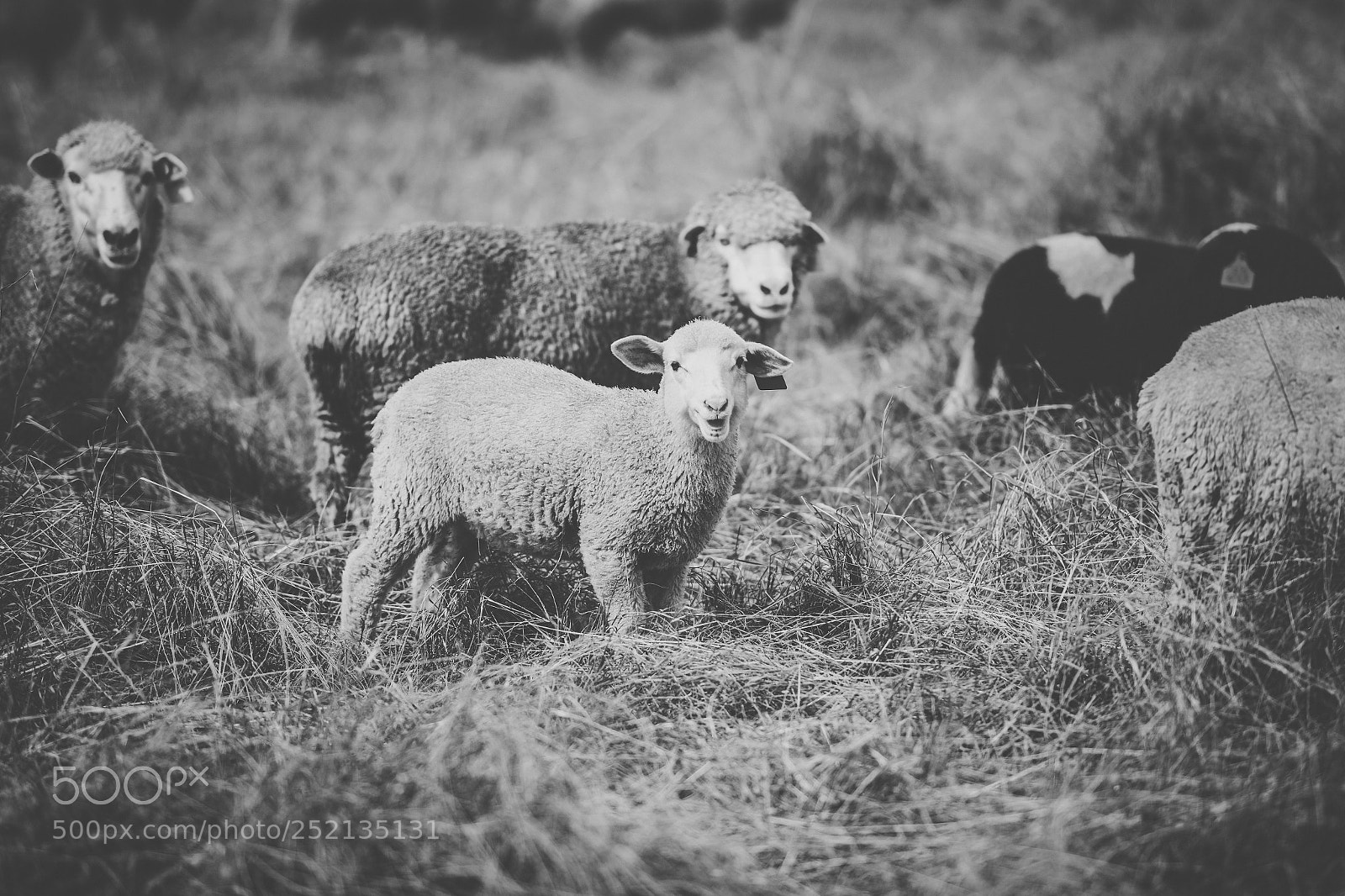 Nikon D800 sample photo. Sheep on the farm photography