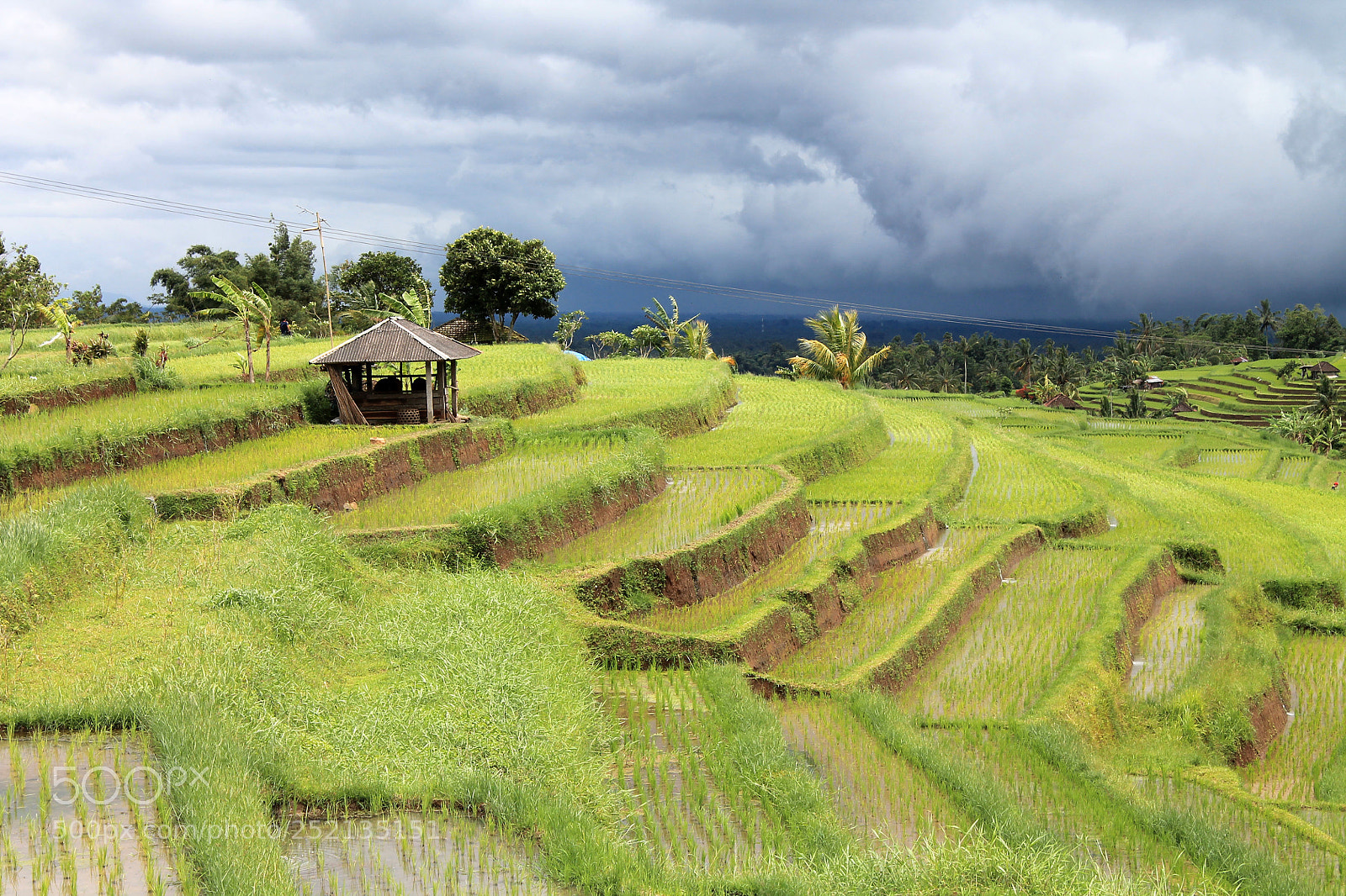 Canon EOS 1100D (EOS Rebel T3 / EOS Kiss X50) sample photo. Jatiluwih rice terraces photography