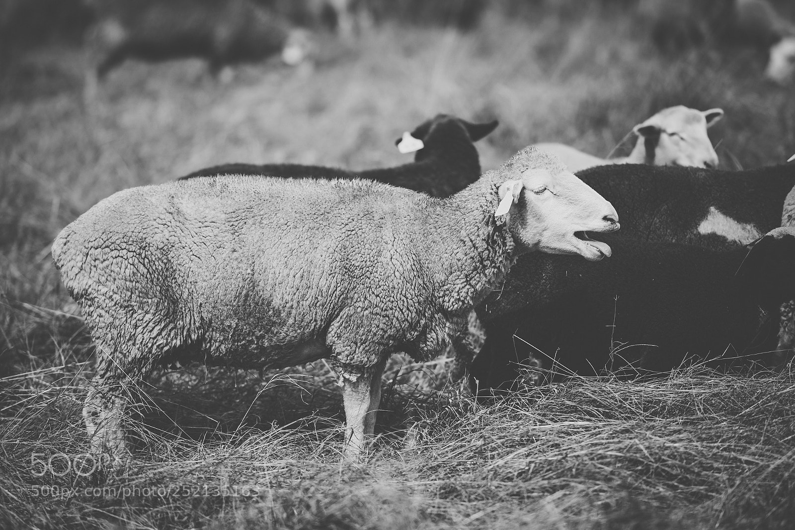 Nikon D800 sample photo. Sheep on the farm photography