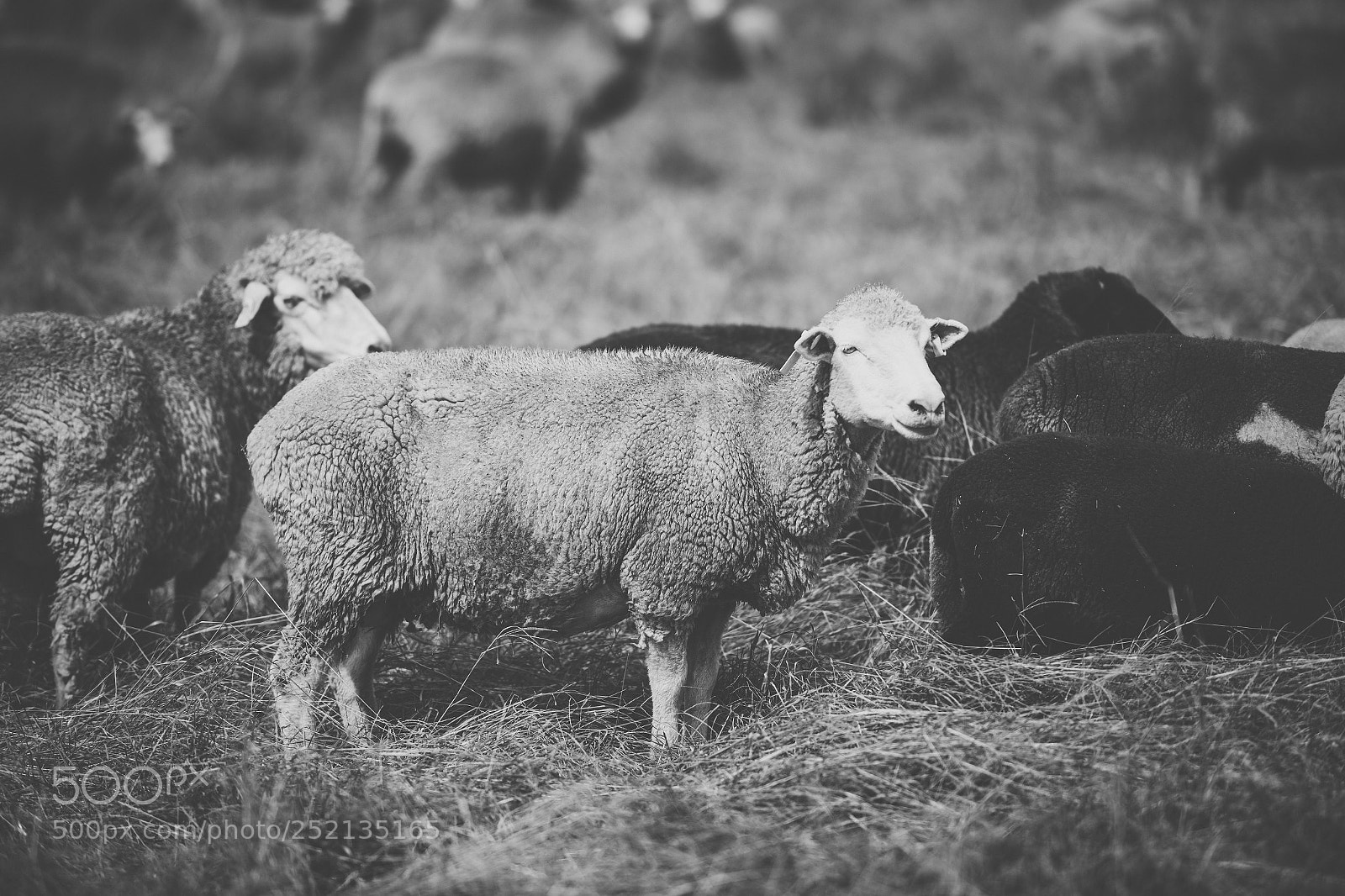 Nikon D800 sample photo. Sheep on the farm photography