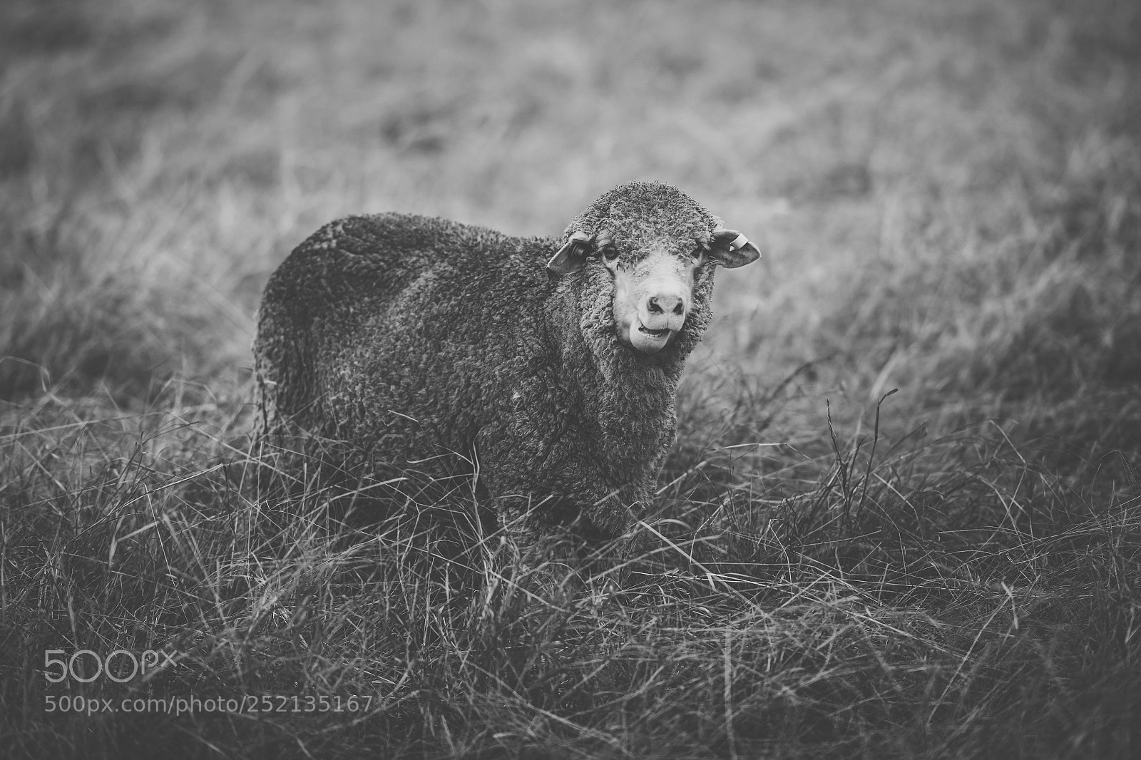Nikon D800 sample photo. Sheep on the farm photography