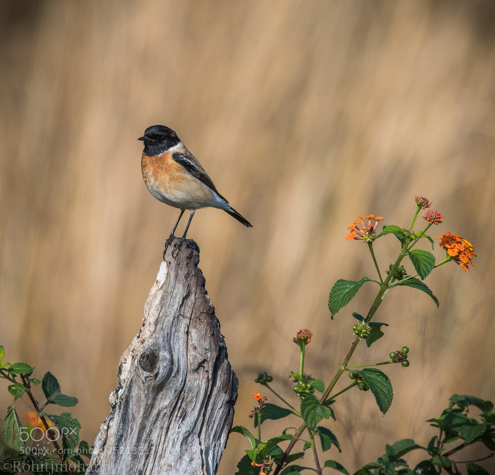 Nikon D810 sample photo. Eastern stonechat photography