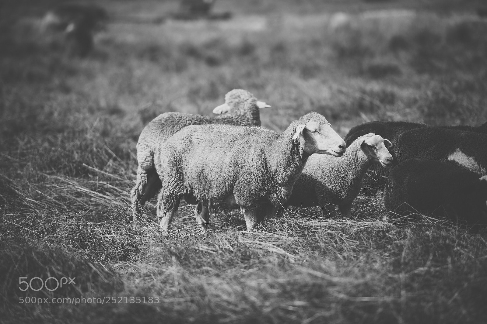 Nikon D800 sample photo. Sheep on the farm photography