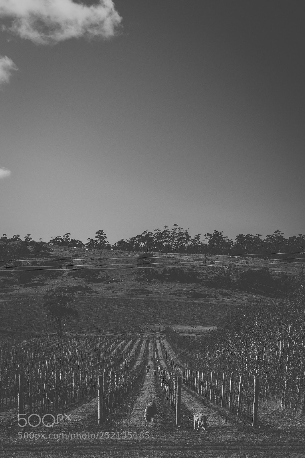 Nikon D800 sample photo. Sheep on the farm photography