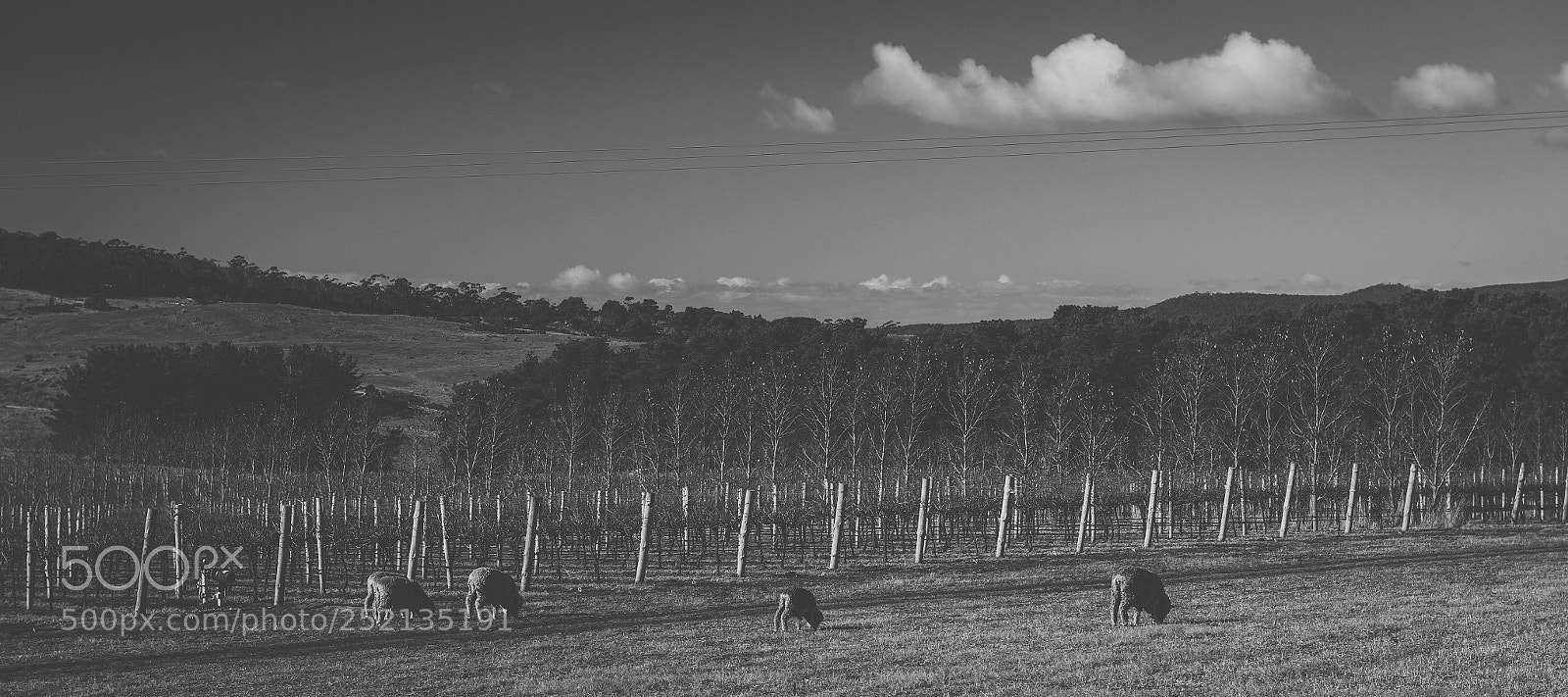 Nikon D800 sample photo. Sheep on the farm photography