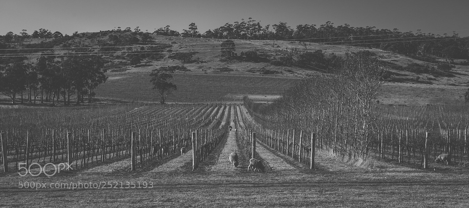 Nikon D800 sample photo. Sheep on the farm photography