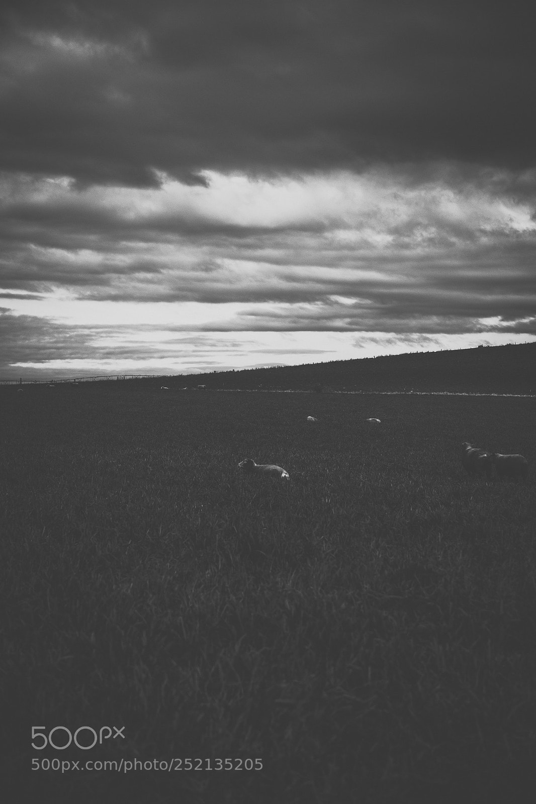 Nikon D800 sample photo. Sheep on the farm photography