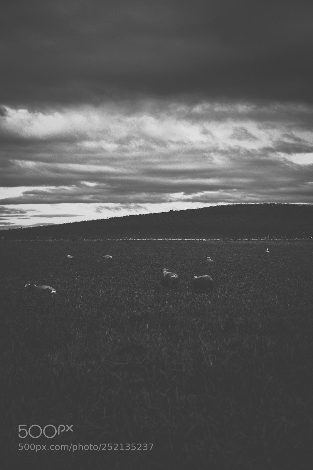 Nikon D800 sample photo. Sheep on the farm photography