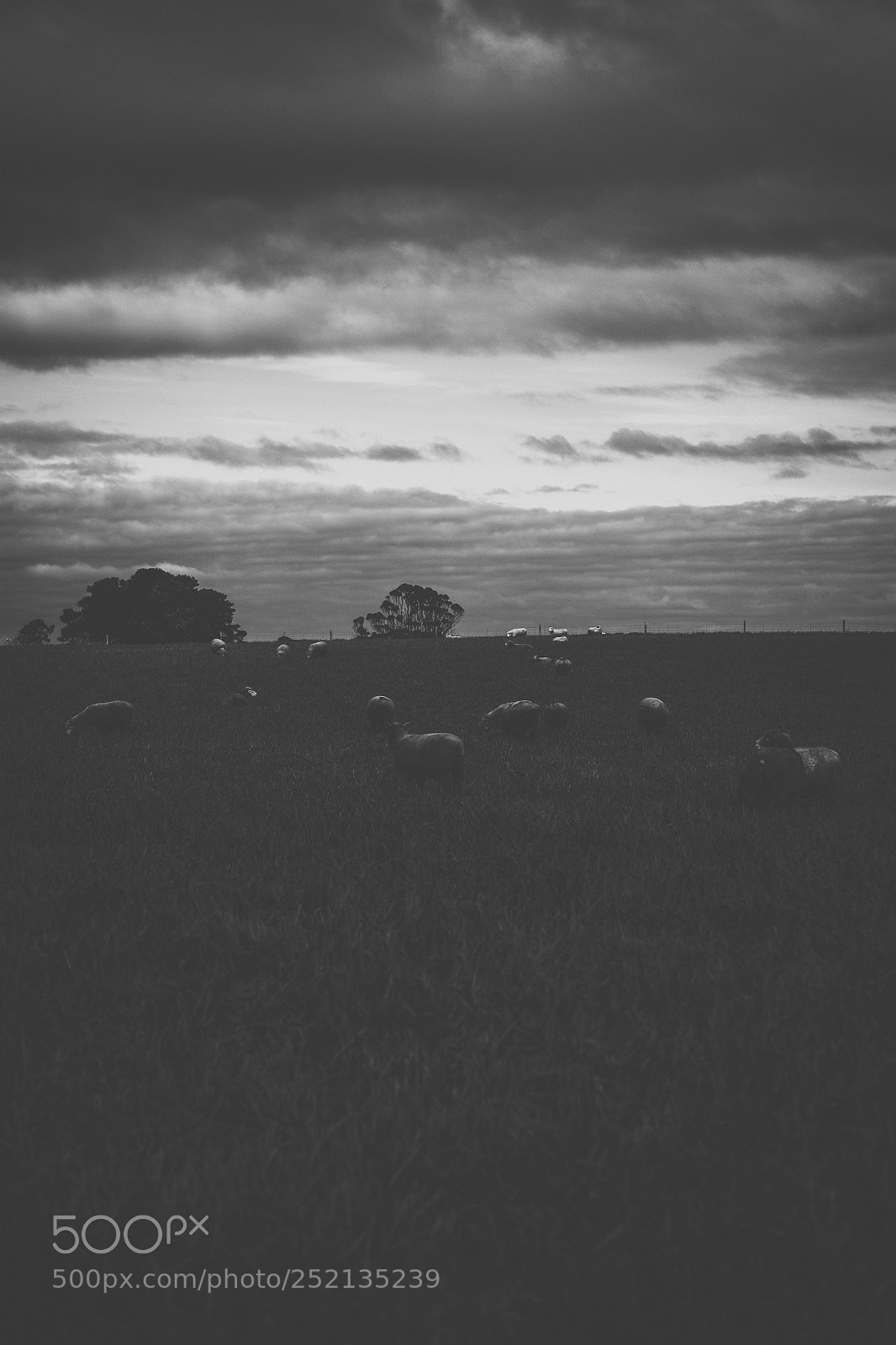 Nikon D800 sample photo. Sheep on the farm photography
