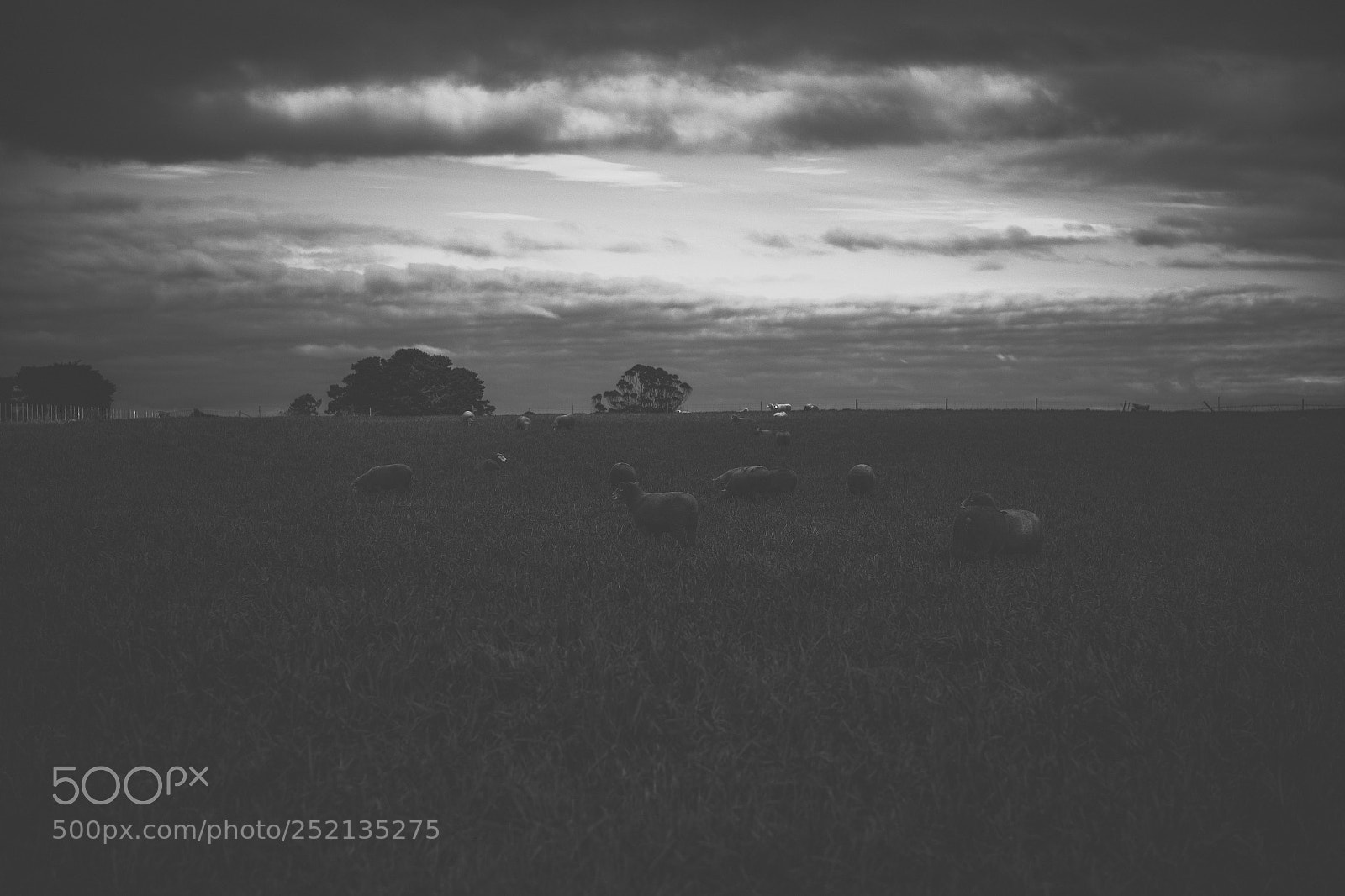 Nikon D800 sample photo. Sheep on the farm photography