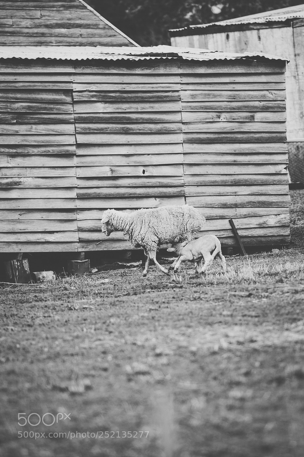 Nikon D800 sample photo. Sheep on the farm photography