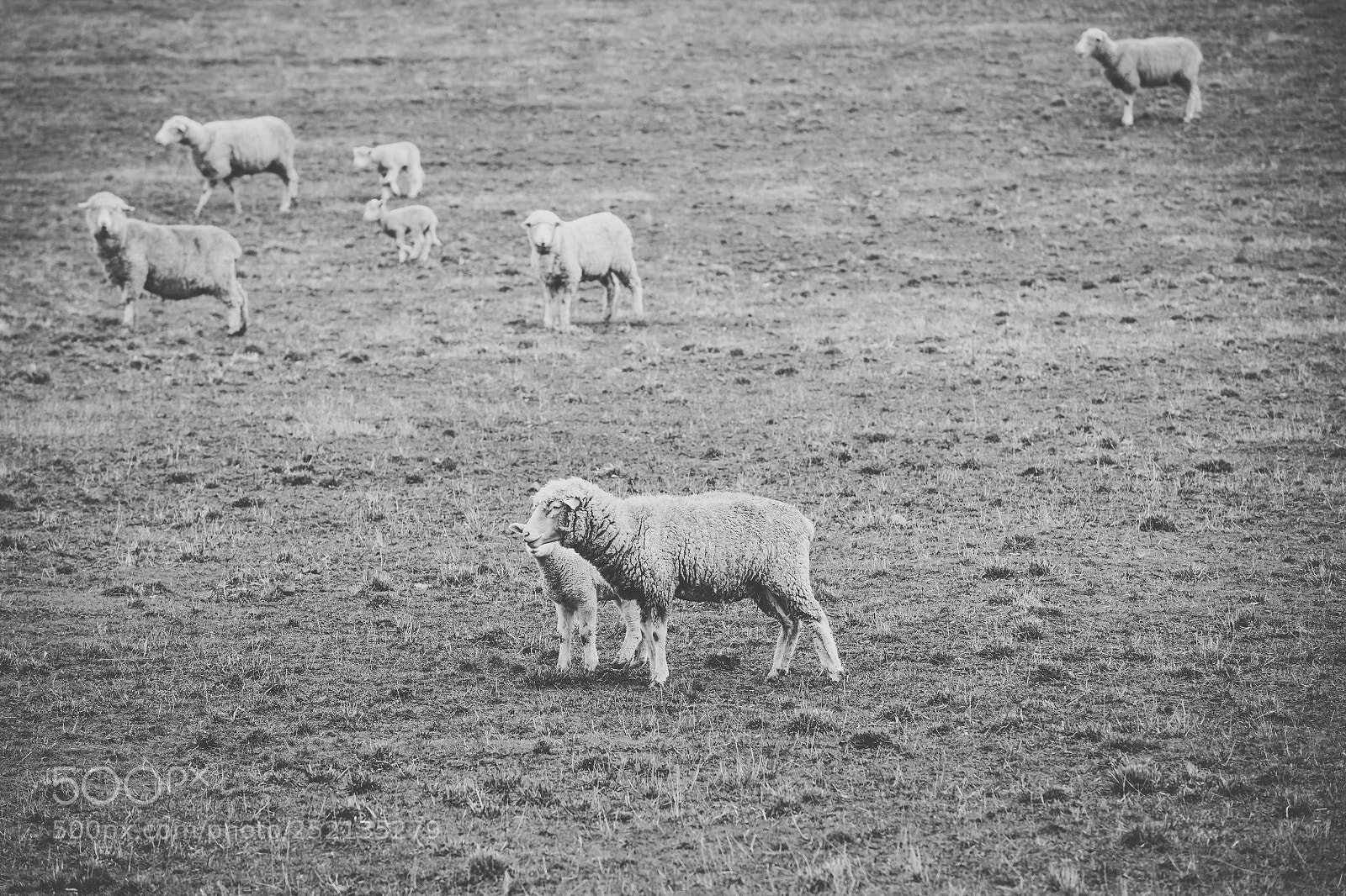 Nikon D800 sample photo. Sheep on the farm photography